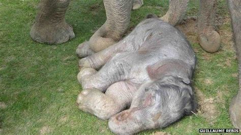 Pregnant Elephant Br
