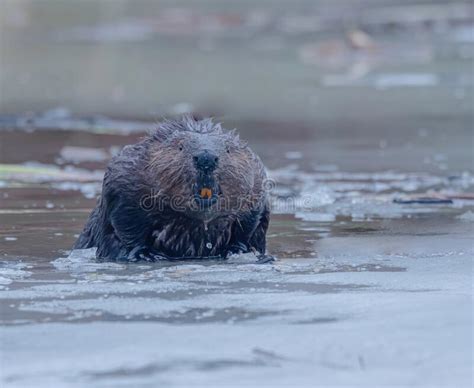 A Beaver Shows His Teeth Stock Photo Image Of Castor 243780800
