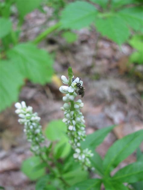 Seneca Snakeroot Floral Finds