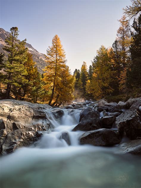 Autumn In Engadin Golden Larch Trees And A Waterfall Nio Photography