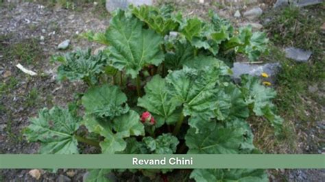 Revand Chini Health Benefits Uses Dosage And Side Effects