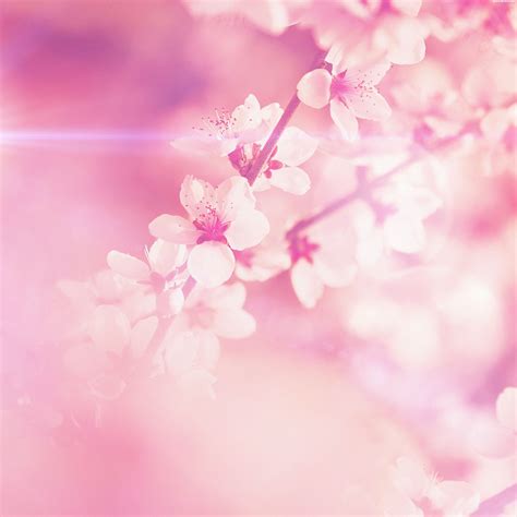 Spring Pink Cherry Blossom Flare Nature Ipad Air Wallpapers Free Download