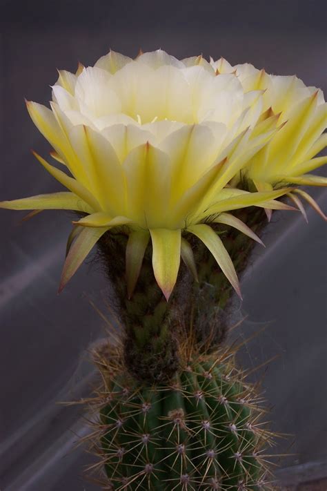 Oregon Cactus Blog Trichocereus Hybrid Flower