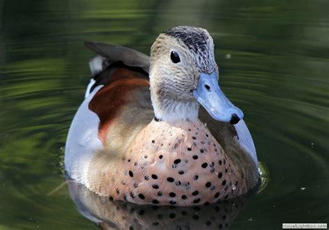 Ringed Teal Duck Wildfowl Photography