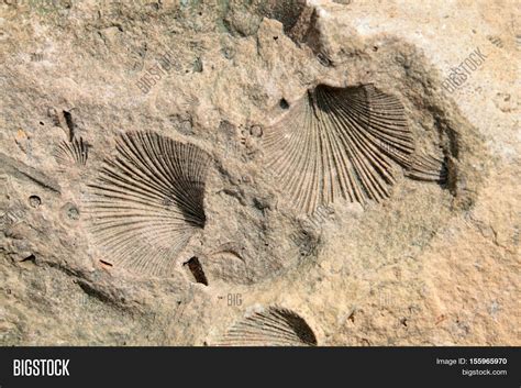 Fossil Limestone Image And Photo Free Trial Bigstock