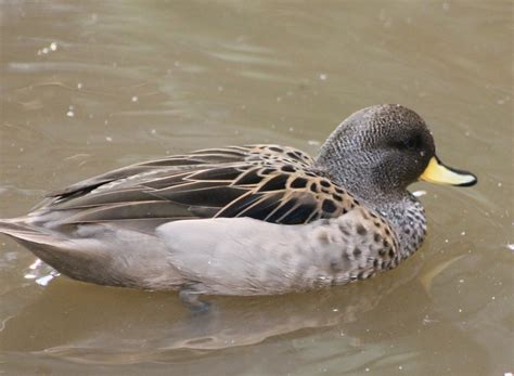 Yellow Billed Teal Zoochat