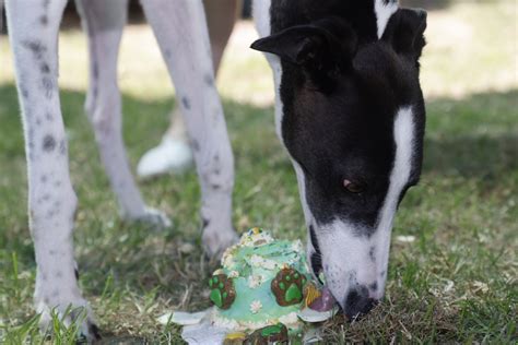 PRISON GREYHOUND PROGRAM CELEBRATES 500TH FOSTER GRADUATE – BOAY Racing
