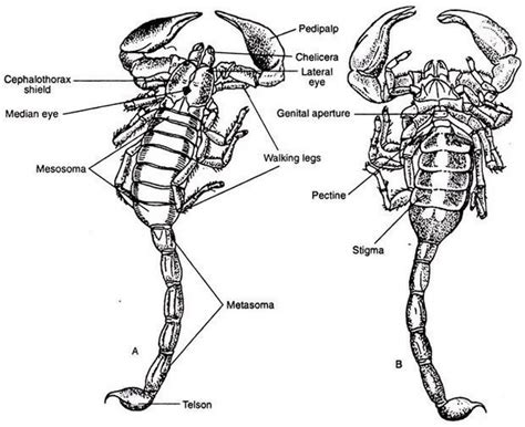 Check spelling or type a new query. Scorpion Anatomy Drawing Picture