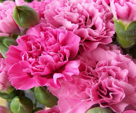 Pink Carnations Garden Flowers Deep Pink Carnations Hd Wallpaper