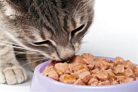 Todo Lo Que Debes Saber Sobre La Alimentación De Gatos Cuidar Gatitos
