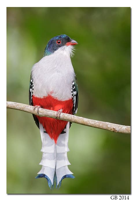 Cuban Trogon