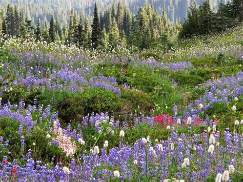 The Wildflower Nature Trails At Paradise Visit Rainier Ph
