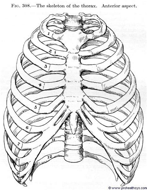 A cervical rib is an extra rib extending out from the cervical spine of the neck that sits above the first rib. Skeleton thorax anterior view | rib cage ideas | Pinterest