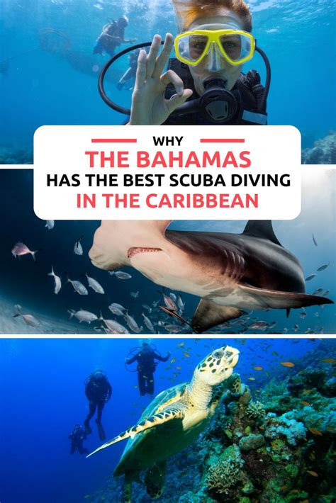Bahamas Scuba Diving Is One Of The Top Things To Do In Bahamas Encounter The Bahamas Sharks