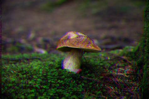 One dose of magic mushrooms can reduce depression for years, says study ...