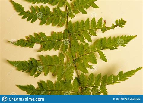 Autumn Fern Leaves On Yellow Background With Copy Space Horizontal