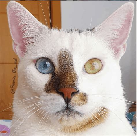 Love Odd Eyed Cats See A Gorgeous Collection Of Them Here Cattitude