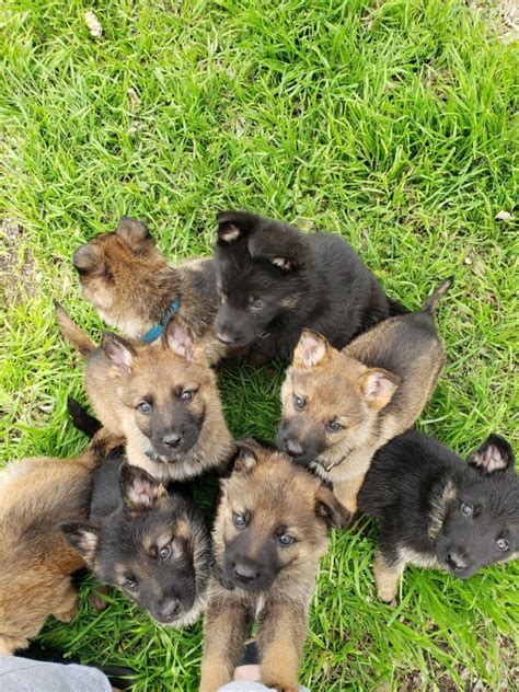 German Shepherds Puppies For Sale In San Antonio Texas