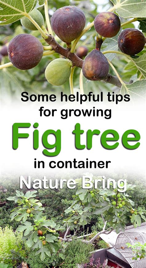 How To Grow Fig Trees In Pot Growing Fig Figs Care Naturebring