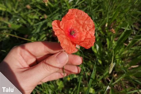 Das spart schon einmal viel zeit. Herbarium anlegen: Anleitung + kostenlose Vorlage fürs ...