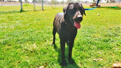 2323 n jackson st, junction city, ks 66441, usa. Archer is waiting at the Dubbo City Animal Shelter while ...