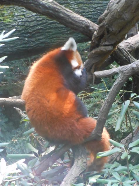 Red Panda Facts For Kids Kids Play And Create