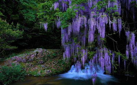 Wisteria Flowers Wallpapers Wallpaper Cave