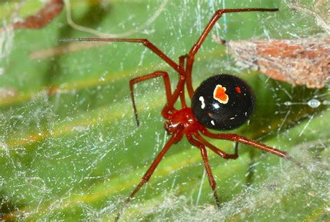 Black widow spiders usually eat small insects such as mosquitoes, grasshoppers, and beetles. The World's 14 Most Dangerous & Venomous Spiders You ...