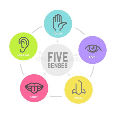 Five Human Senses Stock Vector Illustration Of Listen 122216370