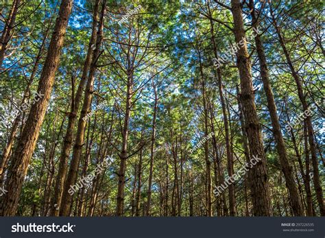 Khasya Pine Woods Pinus Kesiya Royle Stock Photo 297226535 Shutterstock