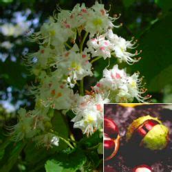 Leaves are opposite, composed of 5 leaflets, dark green, shiny and smooth. Buy Horse Chestnut tree online FREE UK DELIVERY + FREE ...