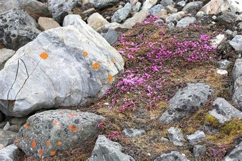 Tundra Flowers Saxifraga Oppositifolia Arctic Flowers In Tundra