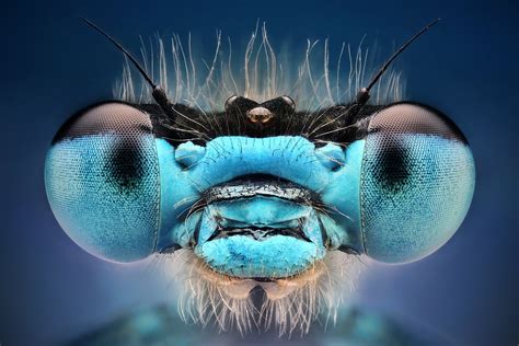 75 Amazing Retina Hd Macro Photography Of Bugs World