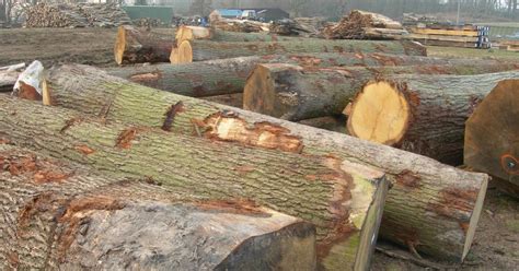 Oak Wood And Timber Uses And Properties Wl West And Sons