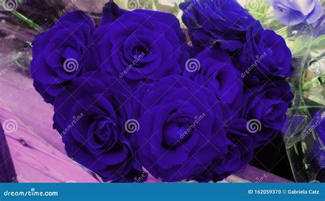 Heart Of Blue Roses Stock Photo Image Of Botanic Indigo 162059370