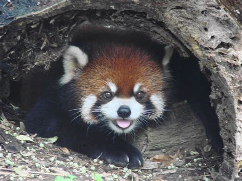 Red Panda Ailurus Fulgens Styani At Akron Zoo A Photo On Flickriver