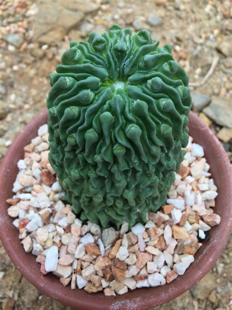 This orange and pineapple flavored soda has a tropical taste and is incredibly refreshing. Echinofossulocactus inermis # ariocarpus mammillaria ...