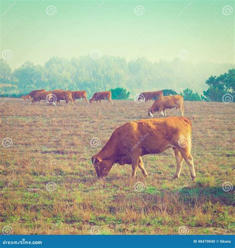 Cows And Bulls Stock Photo Image Of Farm Heron Graze 48470040