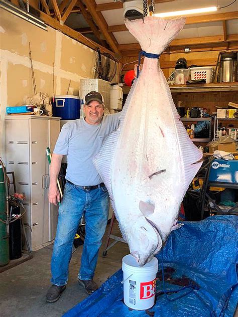 Outdoors Halibut Season Extended By Three More Days Peninsula Daily News