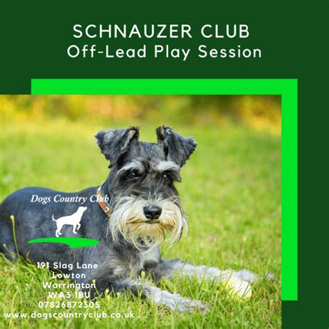 Schnauzer Off Lead Play Sessions At Dogs Country Club Event Tickets