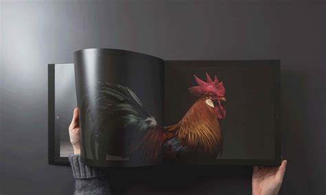 Portraits Of “most Beautiful Chickens On The Planet” Capture Their