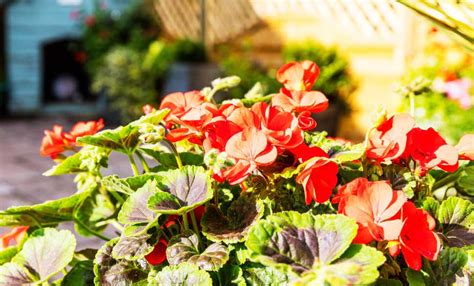 Alberi da viali dai fiori profumatissimi; Fiori e piante che amano il sole e non temono il caldo - LEITV