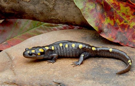 Pin By Spring Beckhorn On Bugs Reptiles And Things Salamander