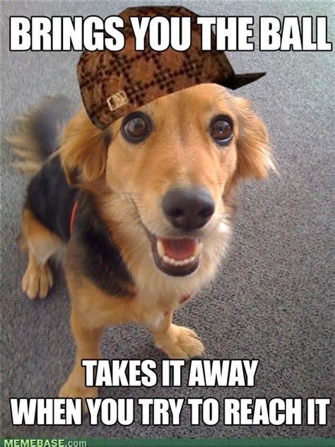 Scumbag Dog Funny Pictures Quotes Pics Photos Images Videos Of