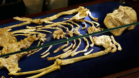 Sudáfrica Hallaron Un Esqueleto Humano De Hace 36 Millones De Años