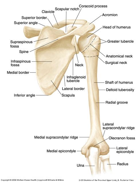 Upper Appendicular Skeleton And Muscles Of The Shouder Girdle