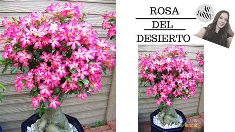Feb 05, 2020 · la rosa del desierto, también llamada habitualmente adenio o rosa de invierno, es una planta suculenta de preciosas flores y tallo muy característico.gracias a estas peculiaridades, se trata de una planta muy popular ornamentalmente, pero su cultivo puede resultar complicado en algunas zonas por sus requisitos de clima y baja humedad. Como Cuidar La Planta Flor Del Desierto - Compartir Flores