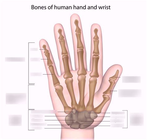Labeling Skeletal System Hand Bones Diagram Quizlet