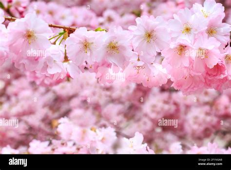 Card Holiday Background With Beautiful Pink Cherry Blossom Sakura Flowers Stock Photo Alamy