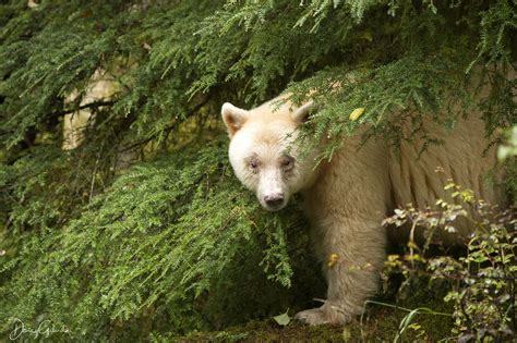 These Beautiful Photos Of Canadas Kermode Bears Are Now Award Winning